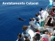 Liguria Via Mare Whale Watching